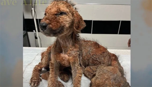 Despite their harsh past, the dogs didn'...