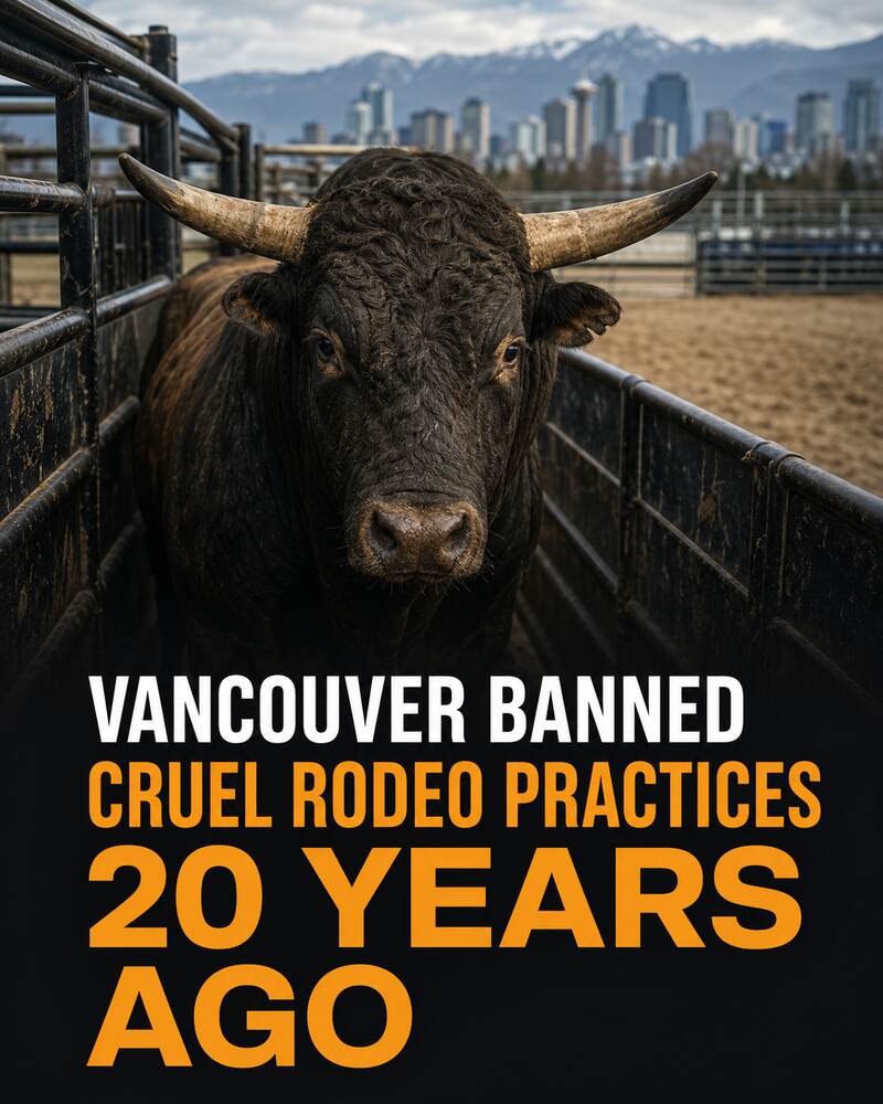 A bull in a rodeo holding chute with Vancouver’s skyline behind it