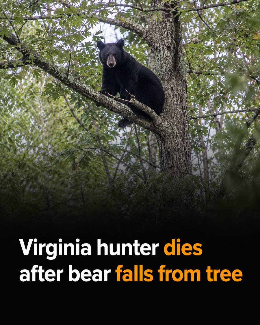 Virginia hunter dies after bear falls from tree