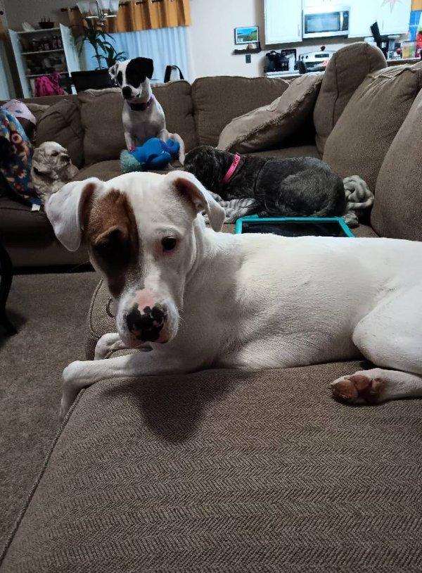 “She’s great with kids and other dogs. S...