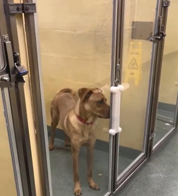 In the video, they explained, “He was ju...