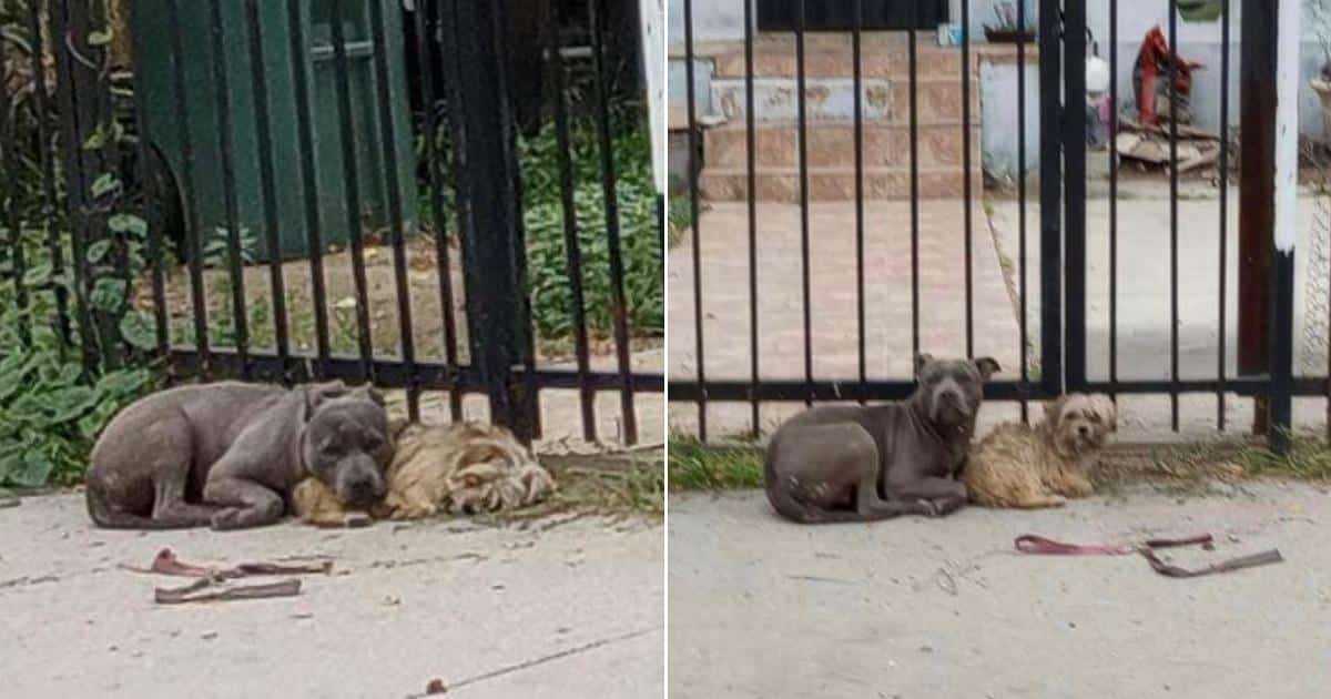 Initially, a passerby spotted the dogs c...