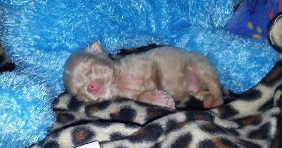 One of these puppies was a tiny three-da...
