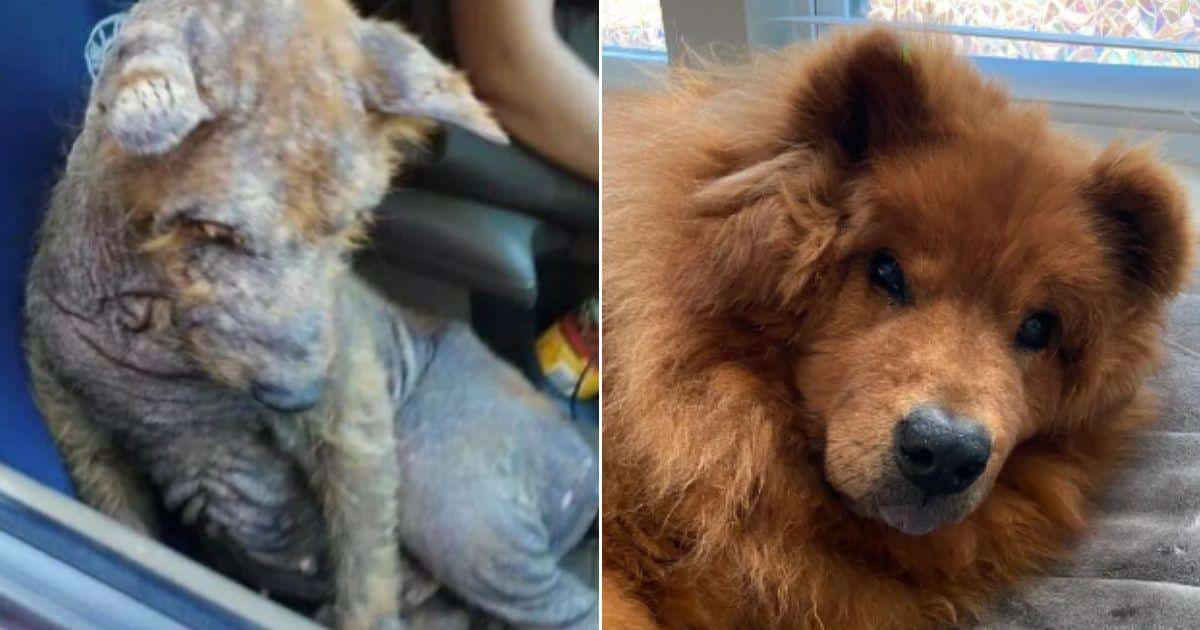 After being part of the Chinese dog meat...