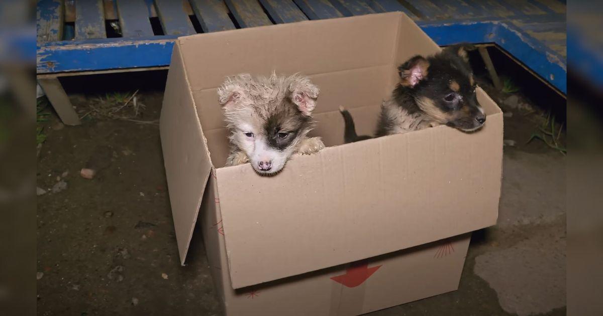 Inside the box were two tiny puppies, ap...