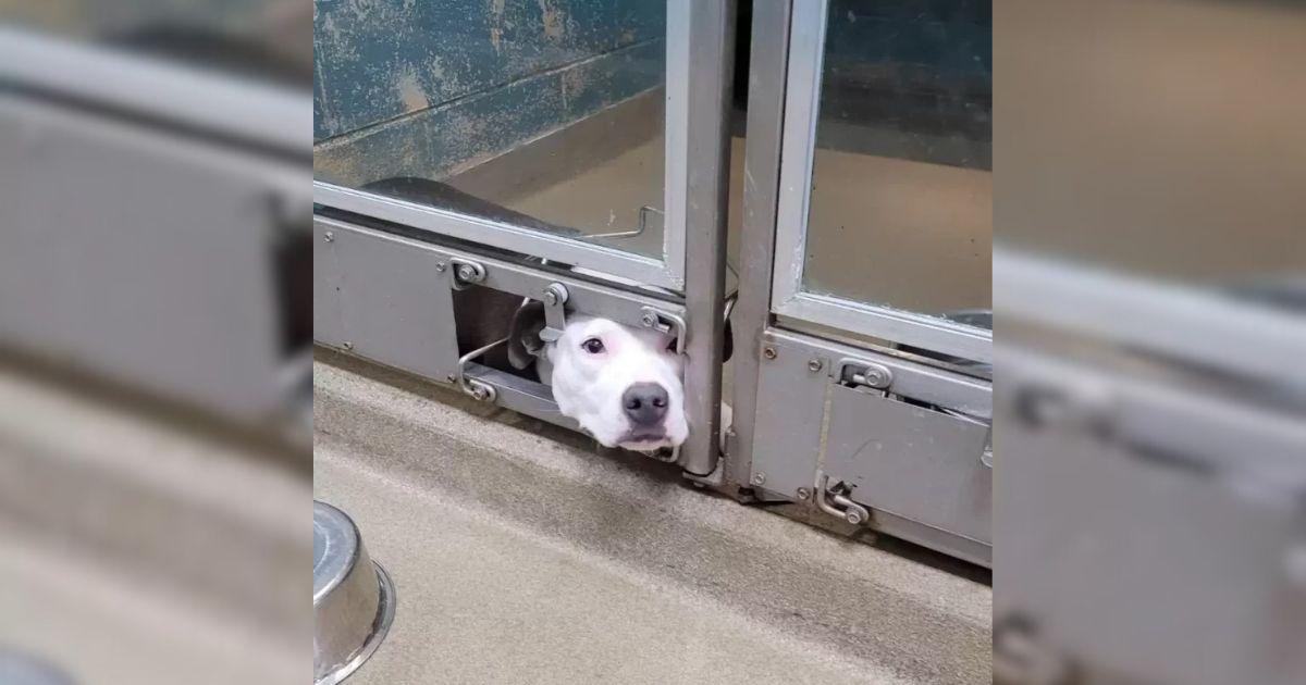 This dog, named Chauncey, experienced di...
