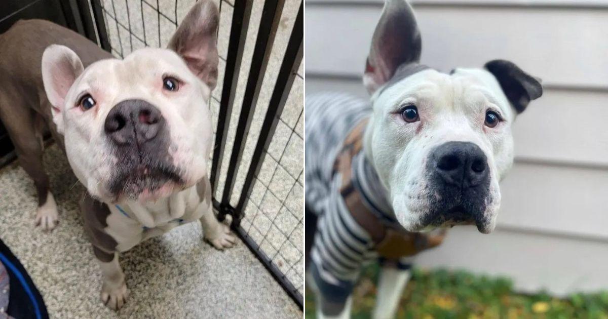 Noodle, a stray suffering from a degener...