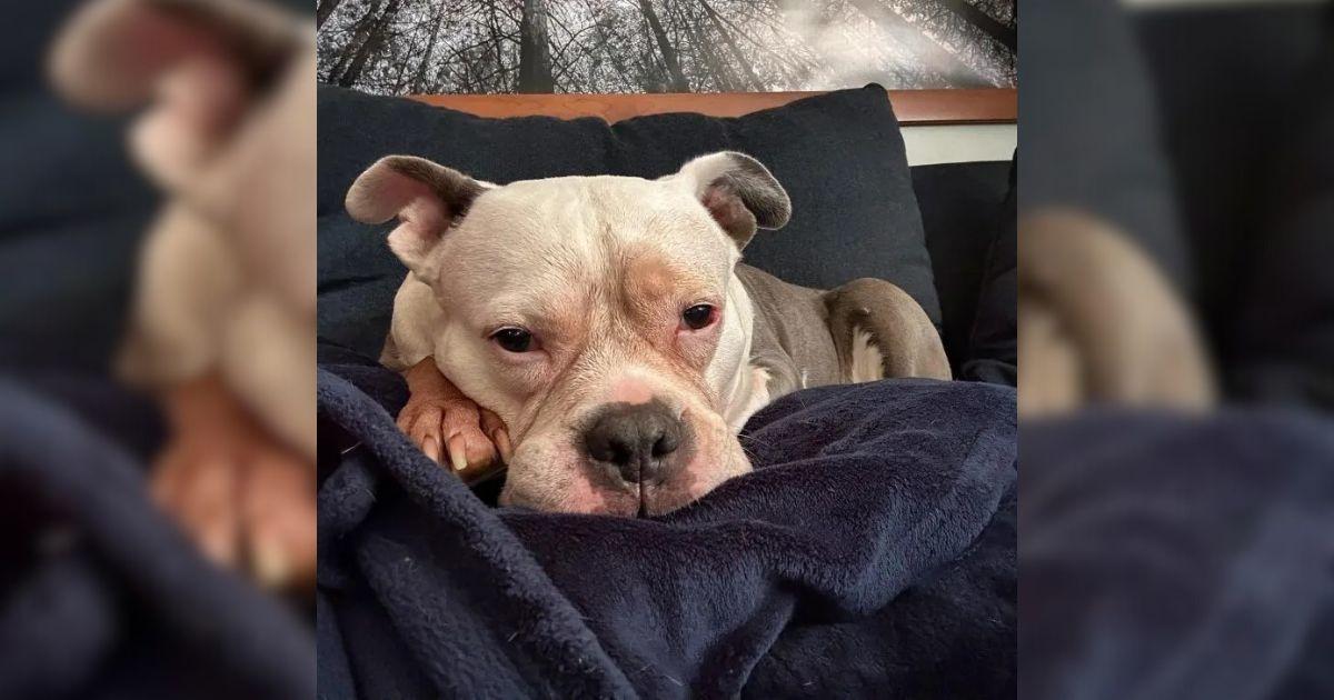 When rescuers discovered Poptart, she wa...