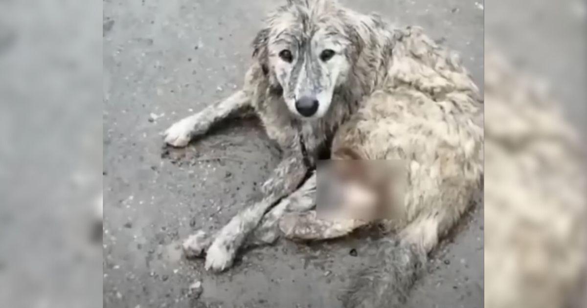 She was discovered in a dire state, tied...