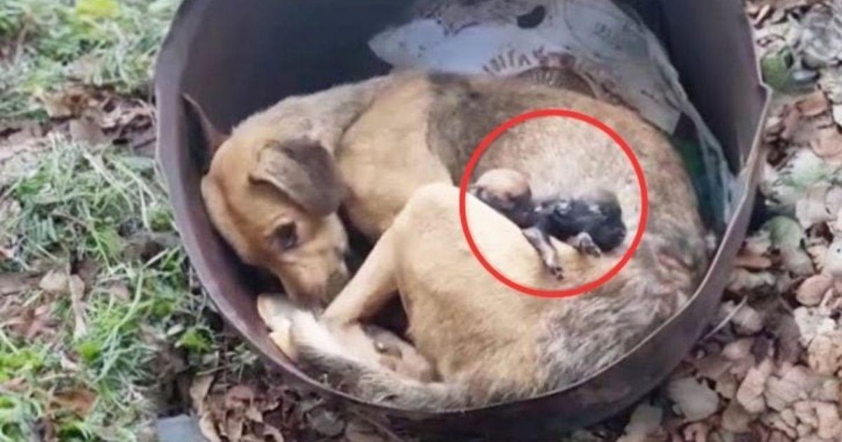 It took rescue teams three difficult hou...