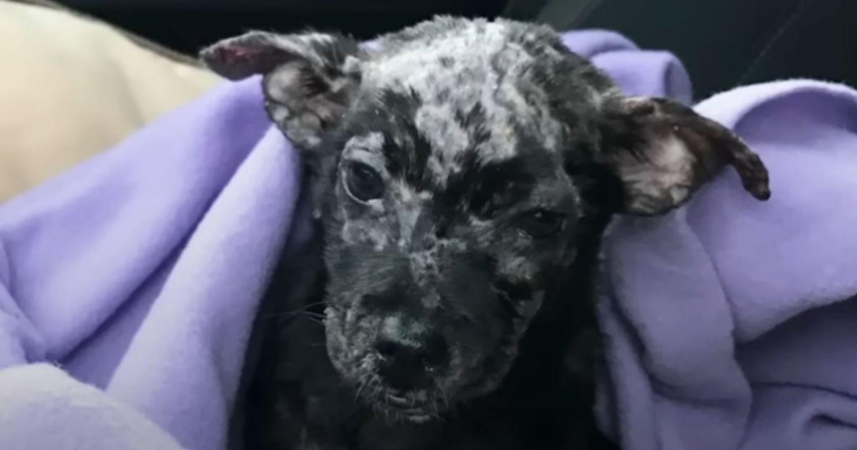Abby's story began when she was left at ...