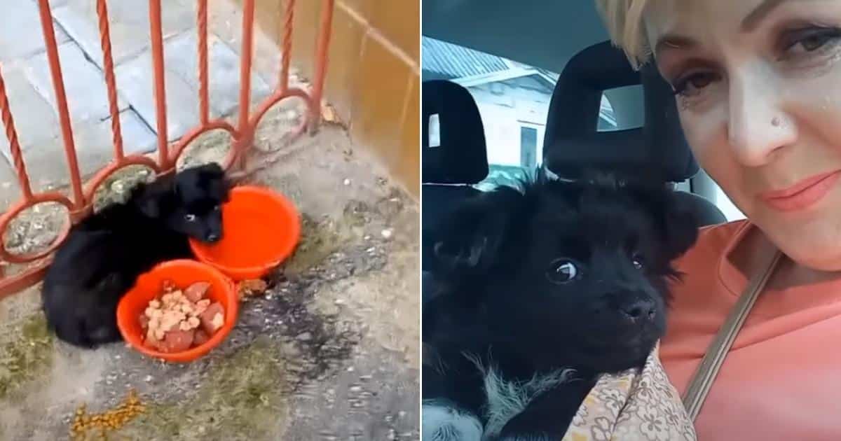 Despite efforts by locals to feed him, B...