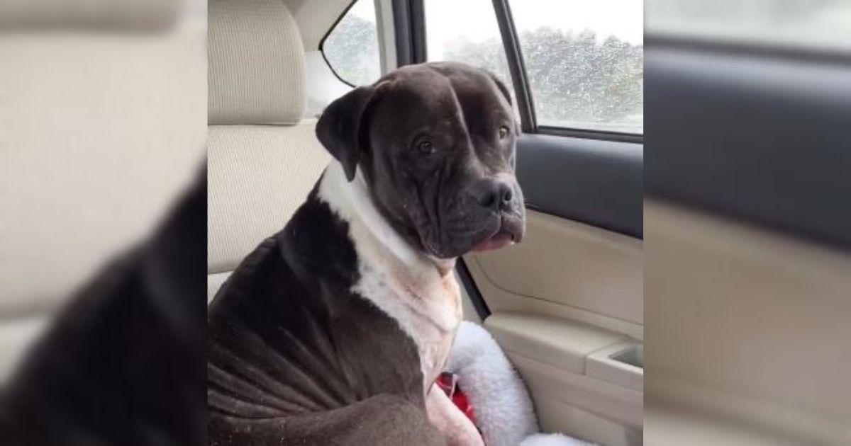 Bubby's journey to recovery was challeng...