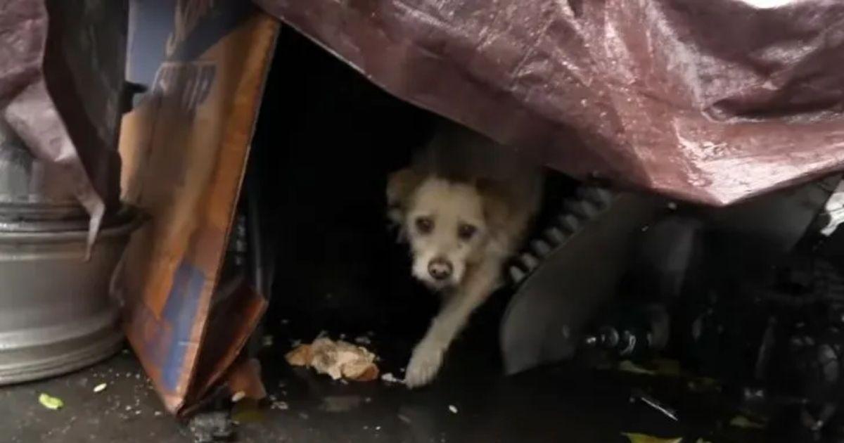 Flash’s life in the junkyard was far fro...