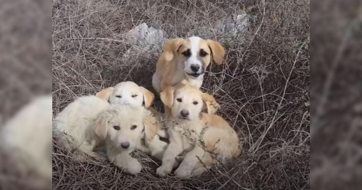 Approaching the pups, the couple noticed...