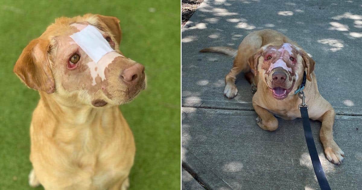 In 2021, Buddy was the victim of a horri...