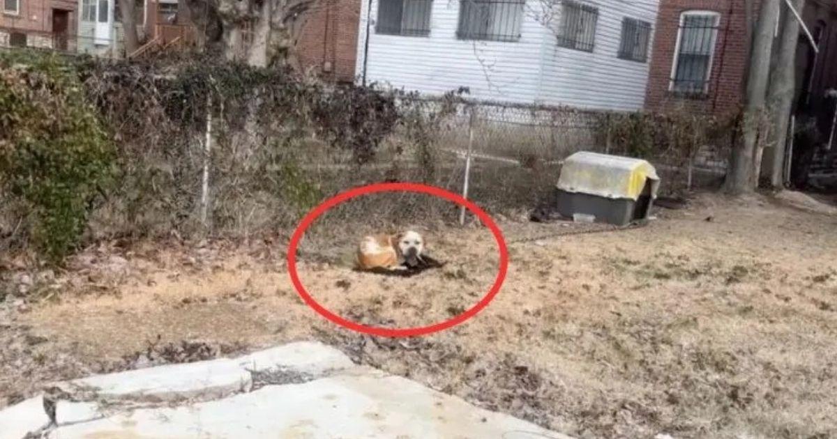 Rescuers from Stray Rescue of St. Louis ...