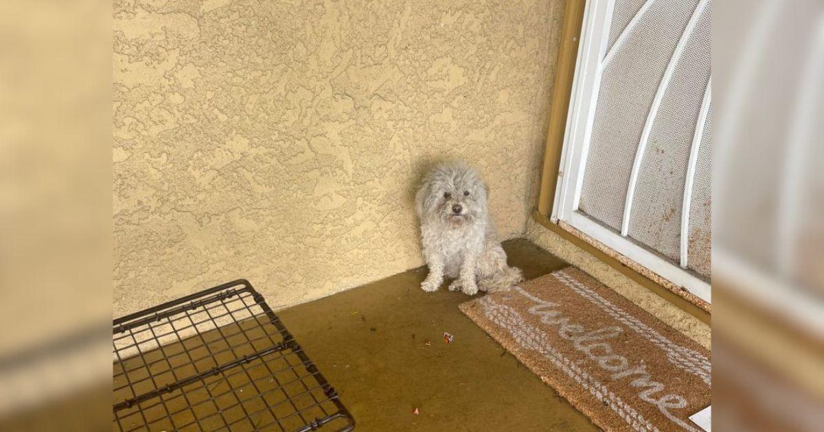 Animal rescuer Suzette Hall learned abou...