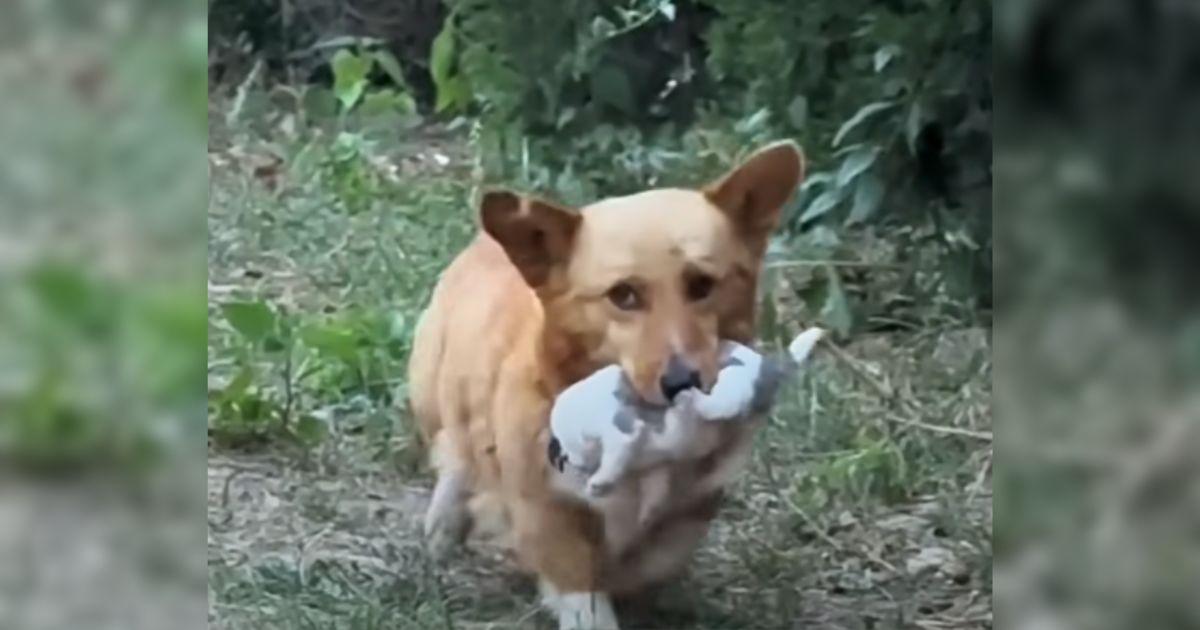 One afternoon, the dog appeared from the...