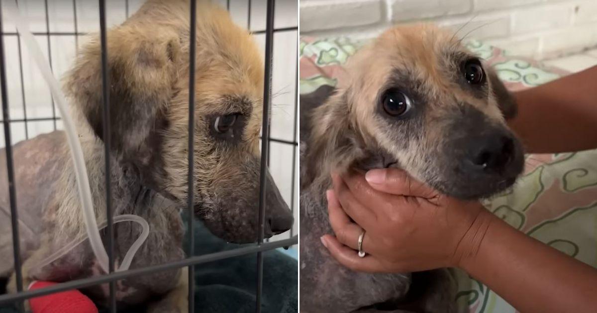 Take the story of Lisa, a neglected dog ...