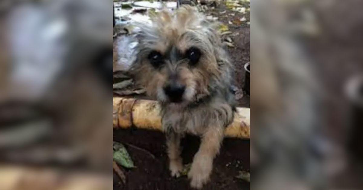 Holly, an animal rescuer working in Hawa...