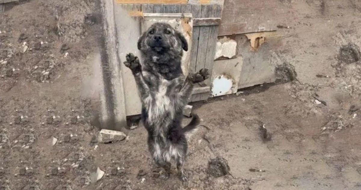 This courageous dog, desperate for salva...
