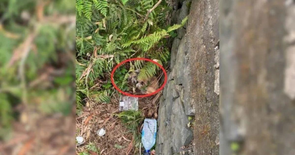 This hope shone brightly when two rescue...
