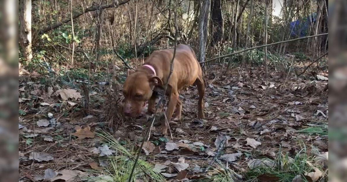 Ruby had spent her entire life in the wo...