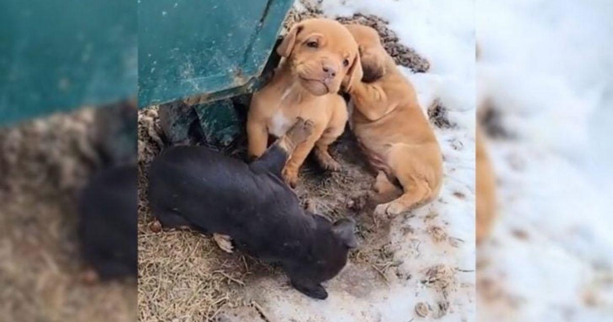 These vulnerable little ones were on the...
