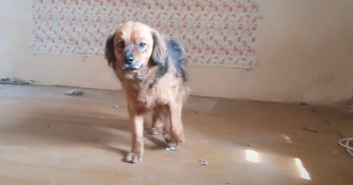 When rescuers from Howl Of A Dog arrived...