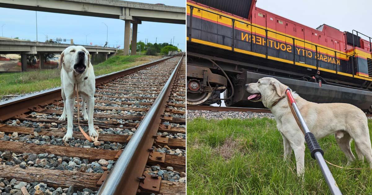 This inspiring tale of survival owes muc...