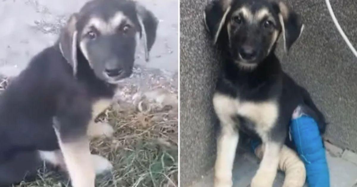 This is the story of Rossie, a puppy who...