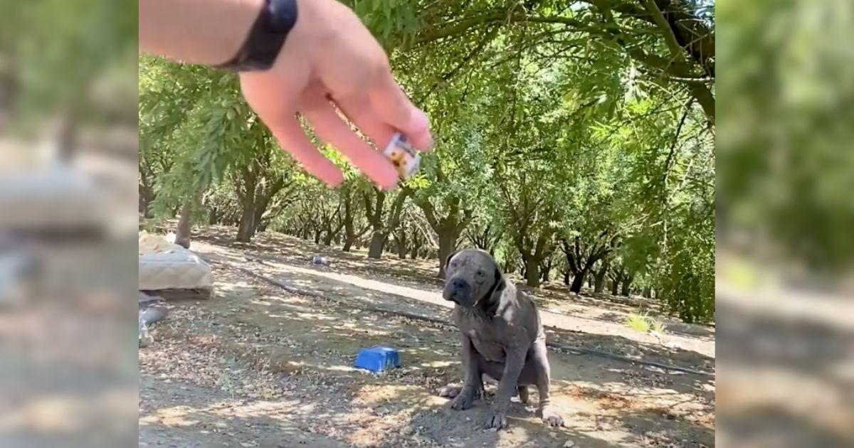 The dog, named Hondo, appeared nervous a...