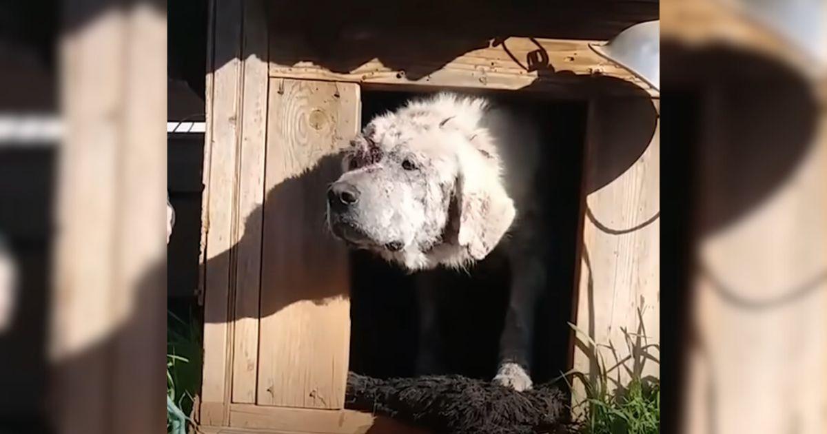 Bo was discovered by the Street Dog Resc...