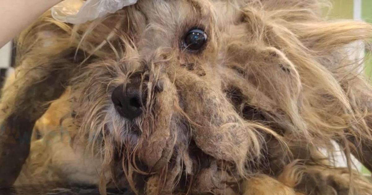 Concealed beneath layers of knotted fur ...