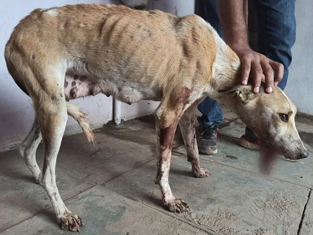 For weeks, the staff at the animal hospi...