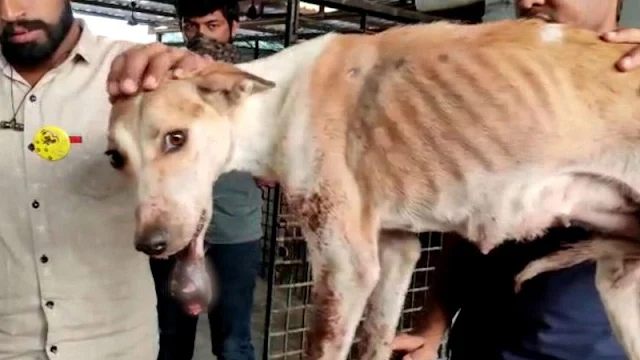 Her jaw gradually healed, allowing her t...