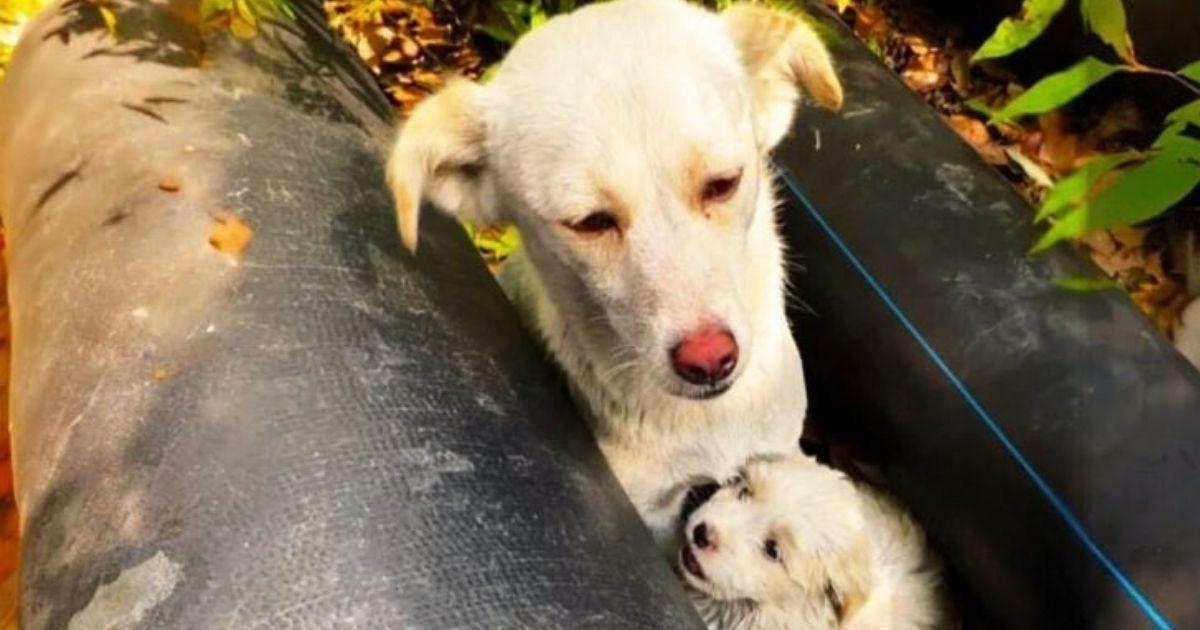 Initially, the rescuer noticed the pup s...