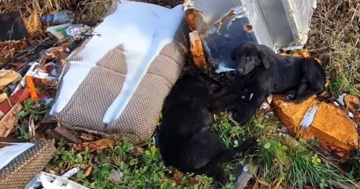 The rescue call had reported their prese...