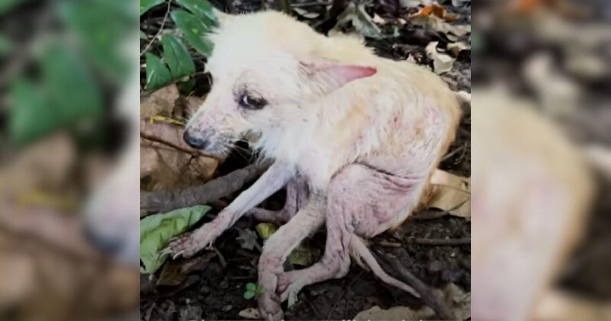 While walking her dogs, Sabine noticed t...