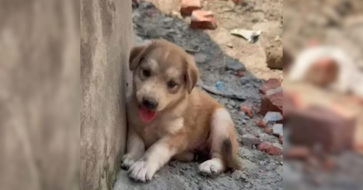 One such puppy, torn from his mother and...