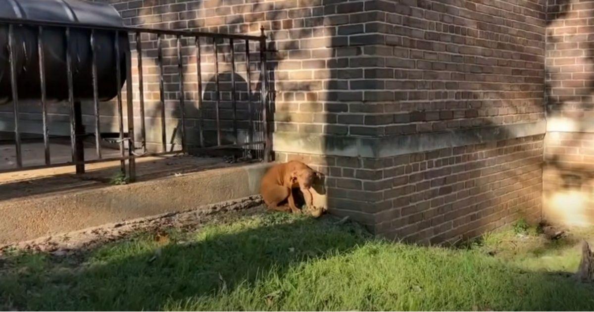 Donna, a passionate member of Stray Resc...