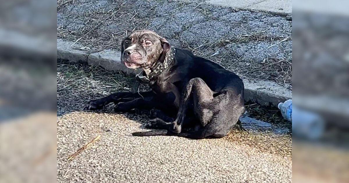 Donna Lochmann from Stray Rescue receive...