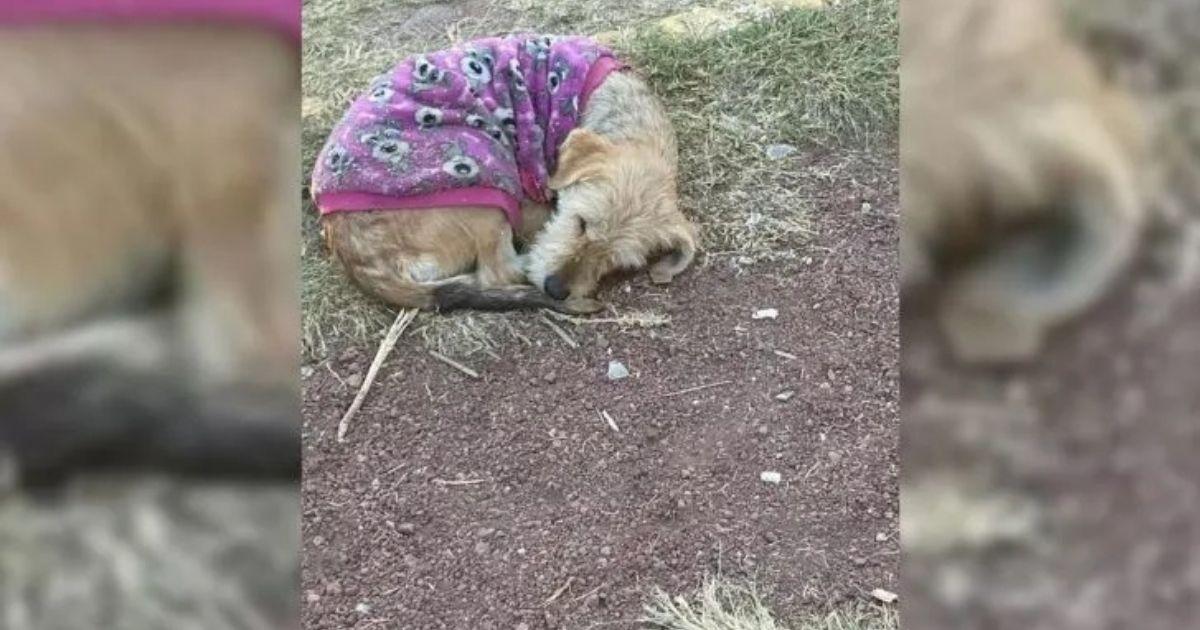 The local animal rescuers, accustomed to...