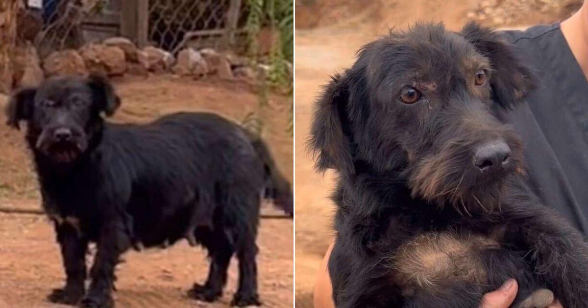 Both dogs seemed determined to escape th...