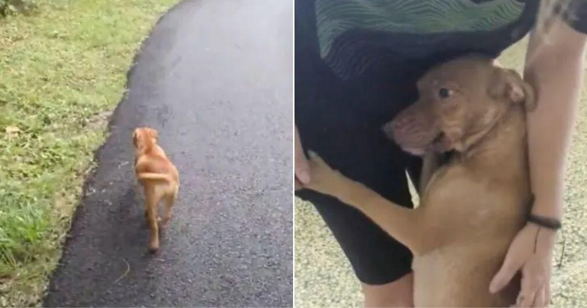 This dog wasn't like other strays that o...