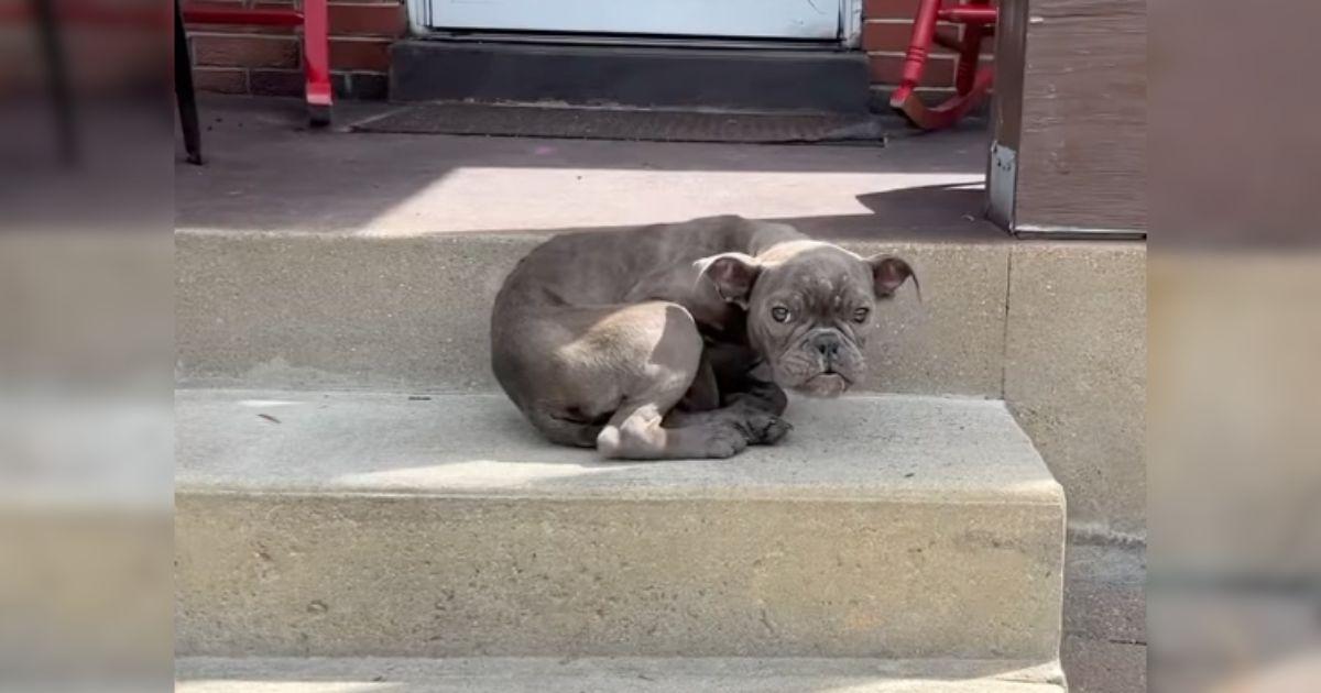 When the family noticed the dog's presen...