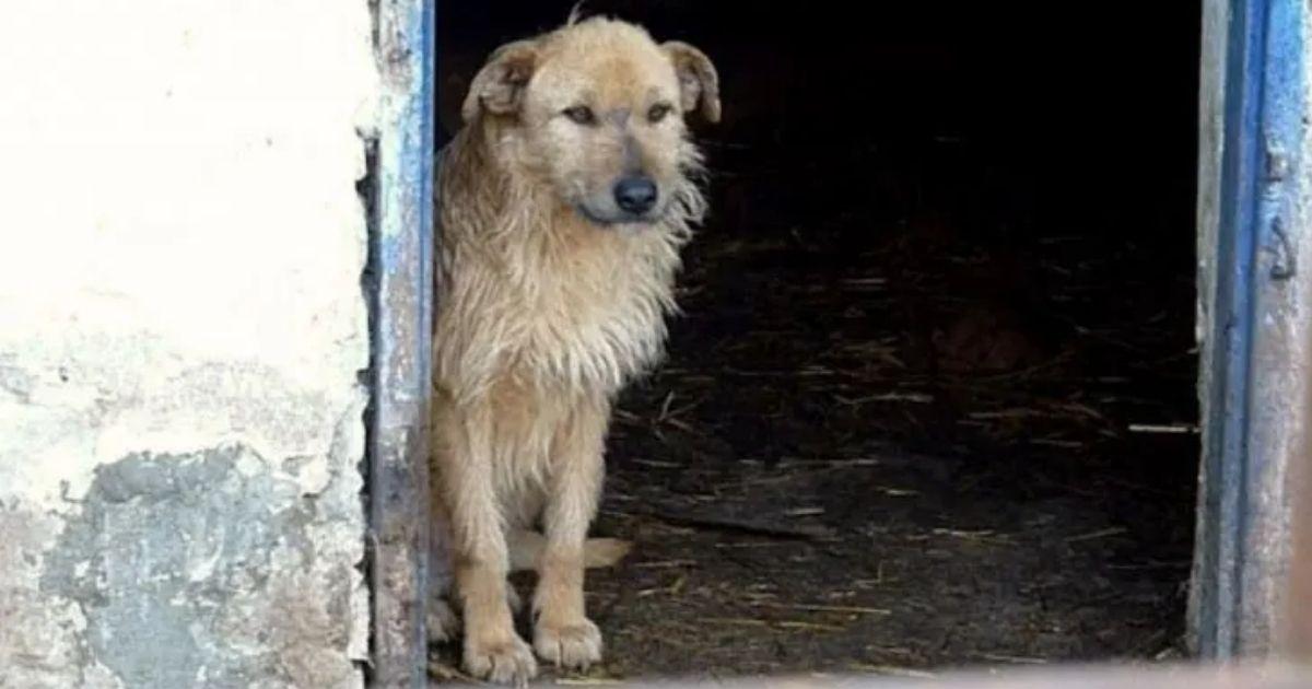 Rescuers from Howl Of A Dog encountered ...