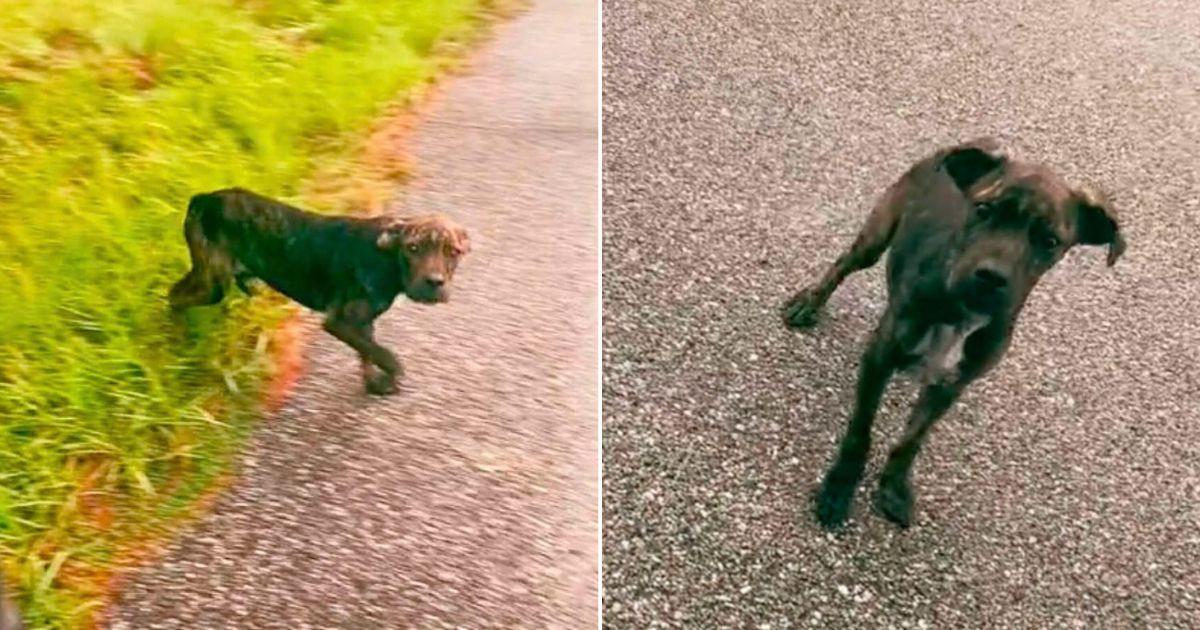 Realizing the pup needed help, Stacy dec...