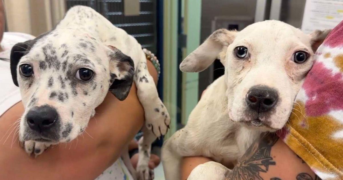 A rescue team found them and ensured the...
